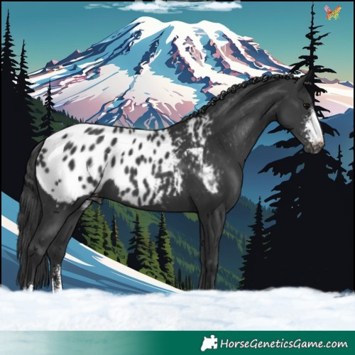 Horse Color:Black Sabino Appaloosa 