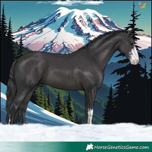 Horse Color:Black Sabino 