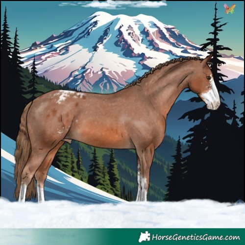 Horse Color:Chestnut Sabino Appaloosa 