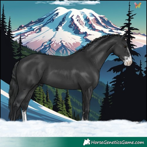 Horse Color:Black Sabino 