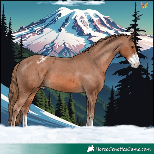 Horse Color:Chestnut Sabino Appaloosa 