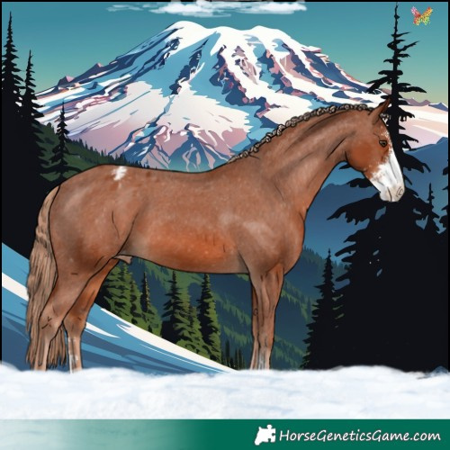 Horse Color:Chestnut Sabino Appaloosa 