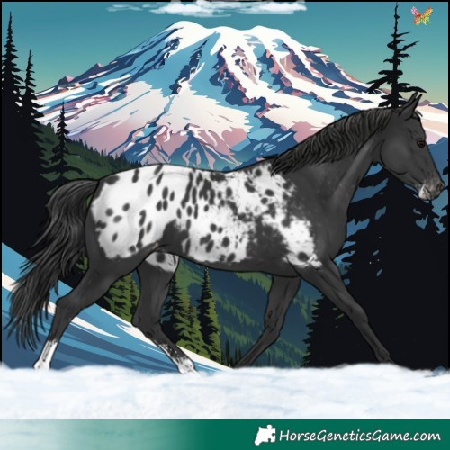 Horse Color:Black Sabino Appaloosa 