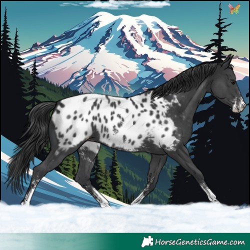 Horse Color:Black Sabino Appaloosa 