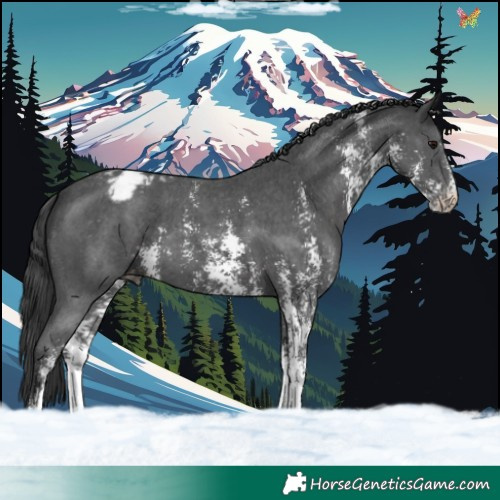 Horse Color:Black Sabino Appaloosa 
