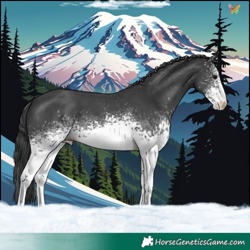 Horse Color:White Spotted Black Sabino 
