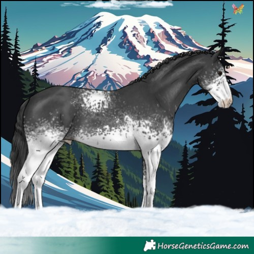 Horse Color:White Spotted Black Sabino 