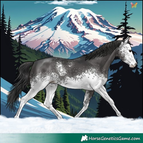 Horse Color:White Spotted Black Sabino 