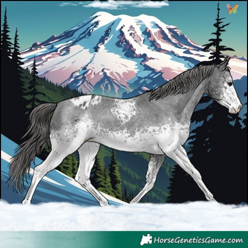 Horse Color:White Spotted Black Sabino Appaloosa 