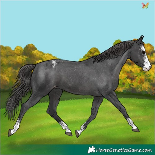 Horse Color:Black Sabino Appaloosa 