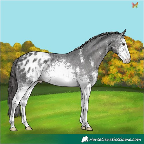 Horse Color:White Spotted Black Sabino Appaloosa 