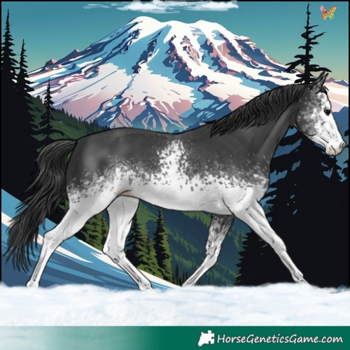 Horse Color:White Spotted Black Sabino 