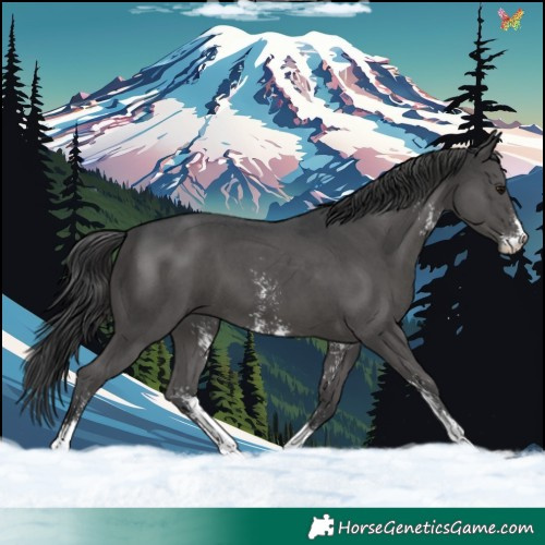 Horse Color:Black Sabino 