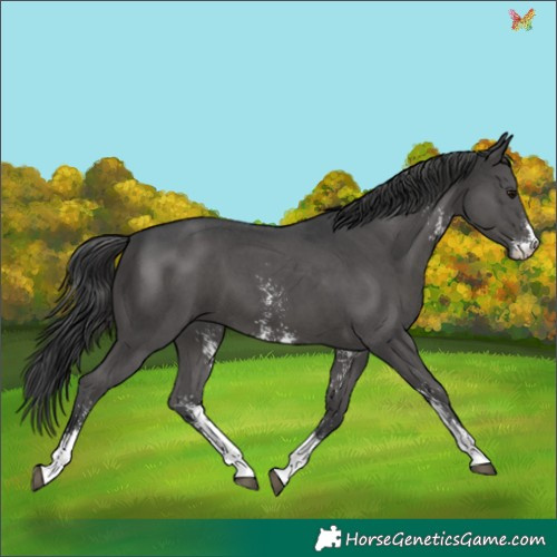 Horse Color:Black Sabino 