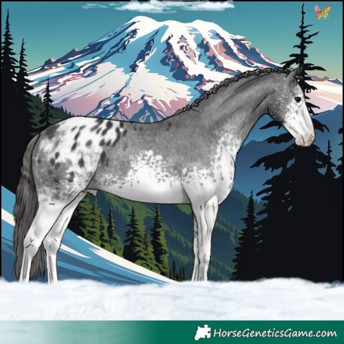 Horse Color:White Spotted Black Sabino Appaloosa 