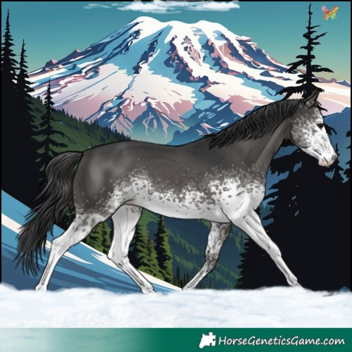Horse Color:White Spotted Black Sabino 