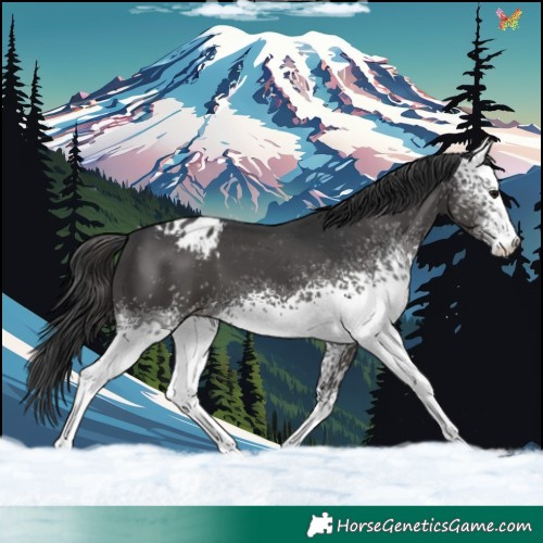 Horse Color:White Spotted Black Sabino Appaloosa 