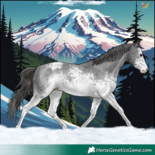 Horse Color:White Spotted Black Sabino Appaloosa 
