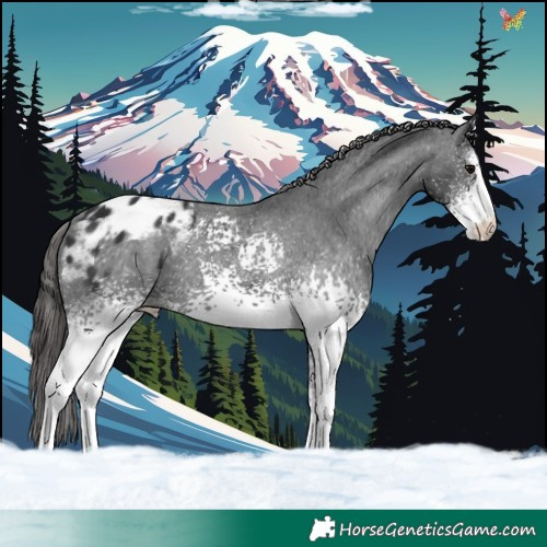 Horse Color:White Spotted Black Sabino Appaloosa 
