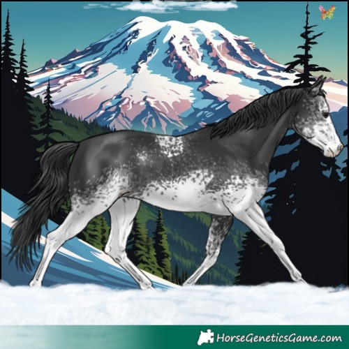 Horse Color:White Spotted Black Sabino 