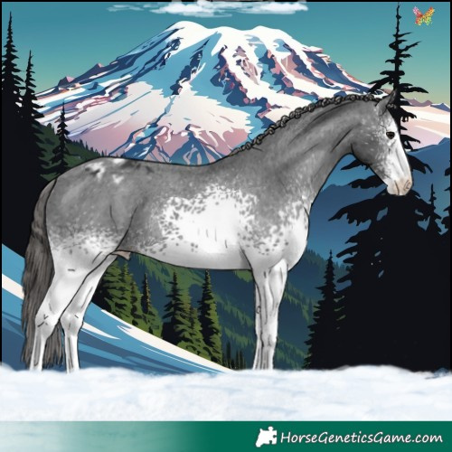 Horse Color:White Spotted Black Sabino Appaloosa 
