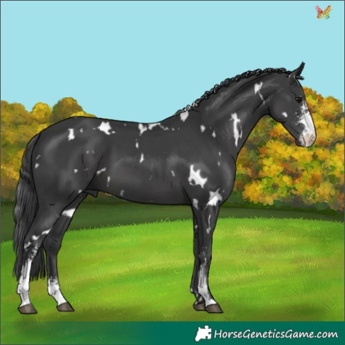 Horse Color:White Spotted Black Sabino 