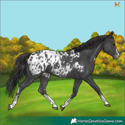 Horse Color:Black Sabino Appaloosa 