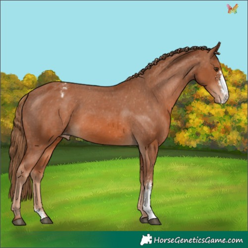 Horse Color:Chestnut Sabino Appaloosa 