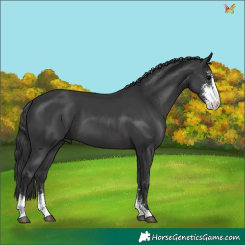 Horse Color:Black Sabino 