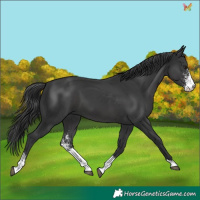 Horse Color:Black Sabino 