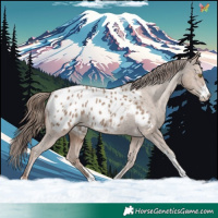 Horse Color:Classic Champagne Sabino Appaloosa 