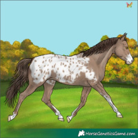 Horse Color:Classic Champagne Sabino Appaloosa 