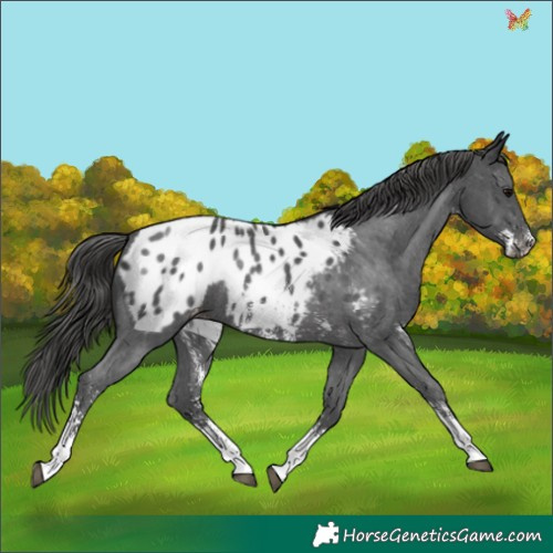 Horse Color:Black Sabino Appaloosa 