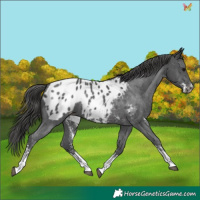 Horse Color:Black Sabino Appaloosa 