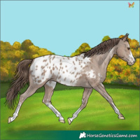 Horse Color:Classic Champagne Sabino Appaloosa 
