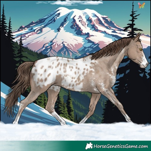 Horse Color:Classic Champagne Sabino Appaloosa 
