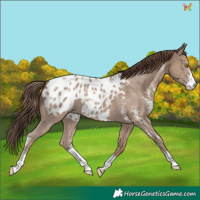 Horse Color:Classic Champagne Sabino Appaloosa 