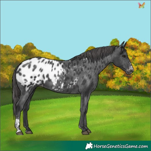 Horse Color:Black Sabino Appaloosa 