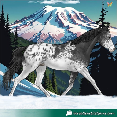 Horse Color:White Spotted Black Sabino Appaloosa 
