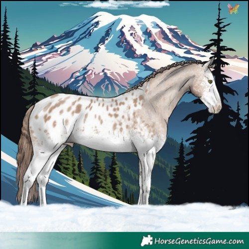 Horse Color:White Spotted Classic Champagne Sabino Appaloosa 