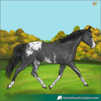 Horse Color:Black Sabino Appaloosa 