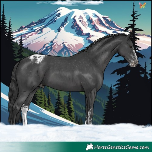 Horse Color:Black Sabino Varnish 