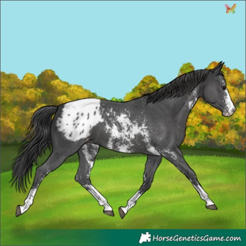 Horse Color:Black Sabino Appaloosa 