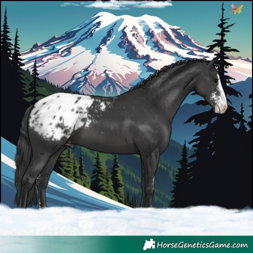 Horse Color:Black Sabino Blanket 