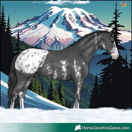 Horse Color:Black Sabino Blanket 
