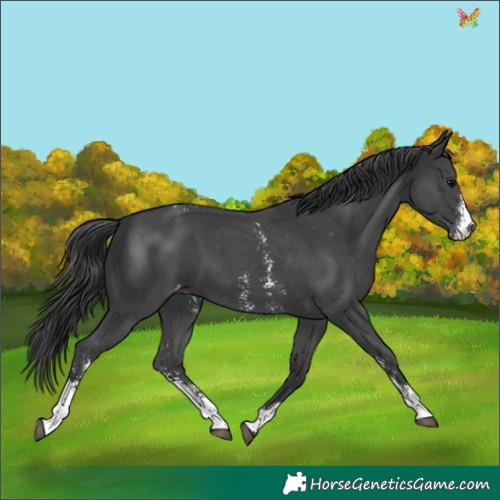 Horse Color:Black Sabino Appaloosa 