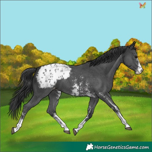 Horse Color:Black Sabino Appaloosa 