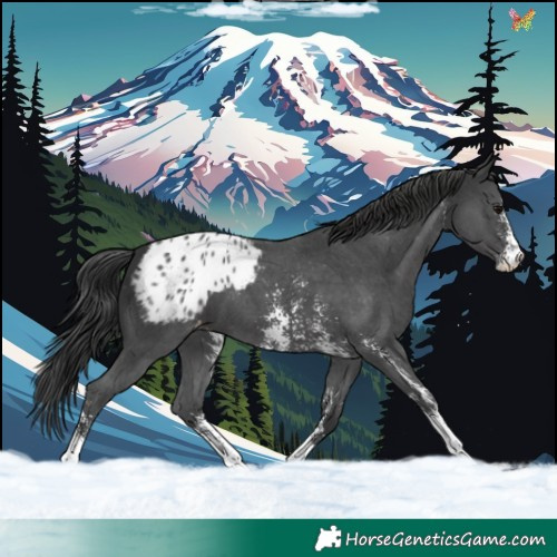 Horse Color:Black Sabino Appaloosa 