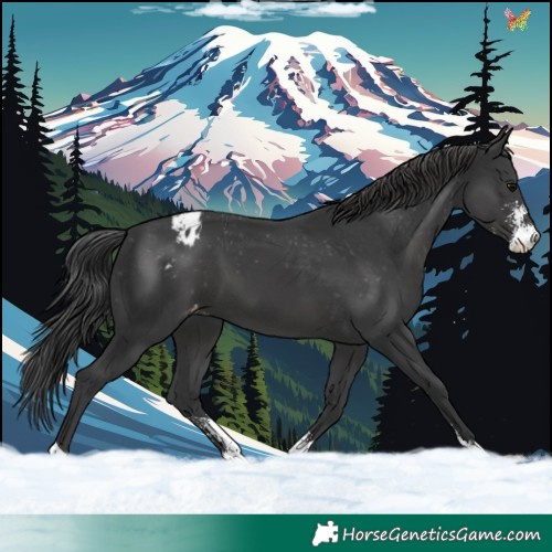 Horse Color:Black Sabino Appaloosa 