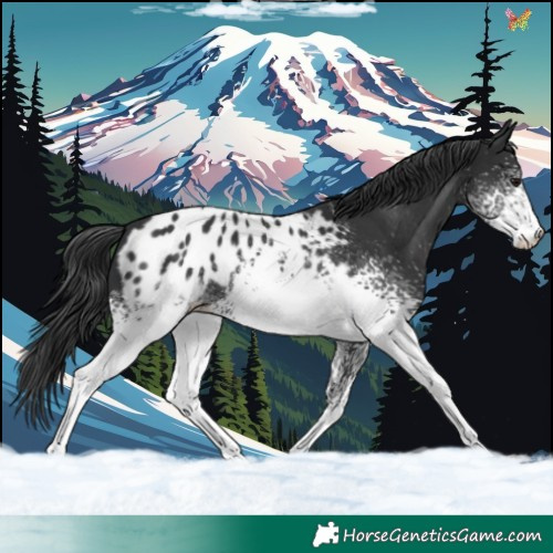 Horse Color:White Spotted Black Sabino Appaloosa 